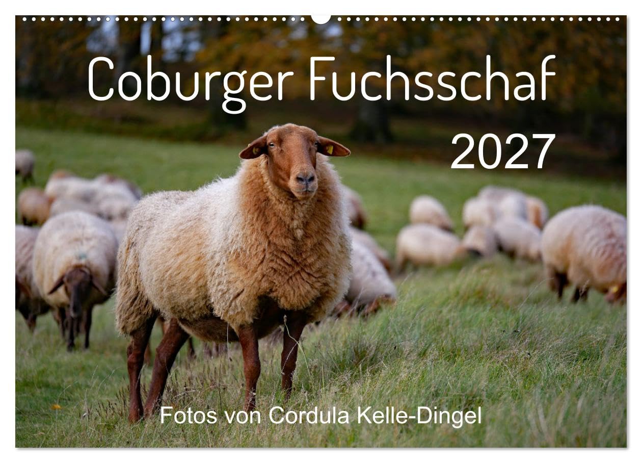 CALVENDO - Coburger Fuchsschaf (Wandkalender 2027 DIN A2 quer), Monatskalender: Porträts und besondere Momentaufnahmen einer alten Schafrasse