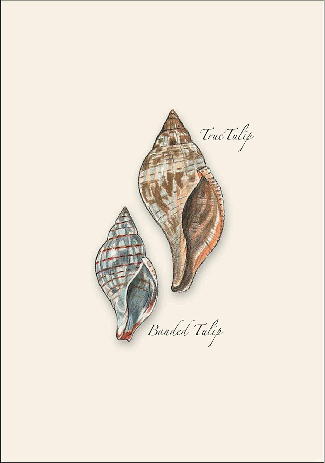Earth Sky + Water - Seashell Assortment Notecard Set - 8 Blank Cards with Envelopes (2 each of 4 styles)