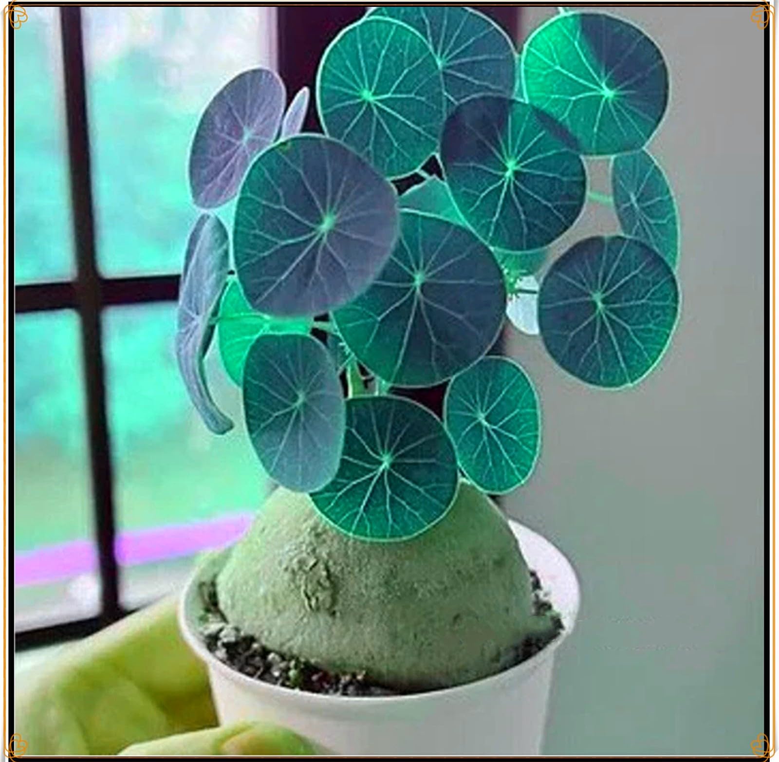 Bulbi di Stephania - Vitali, Robusti-Bulbi di PEPEROMIOIDES,Freschi,Fitti, Intatti, Naturali, Stephania Erecta-5 Bulbi -D