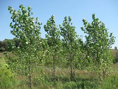 2 árboles de álamo híbridos - Cultiva para mayor privacidad, sombra, paisajismo. Crecimiento rápido. Obtén 2 esquejes para cultivar 2 árboles