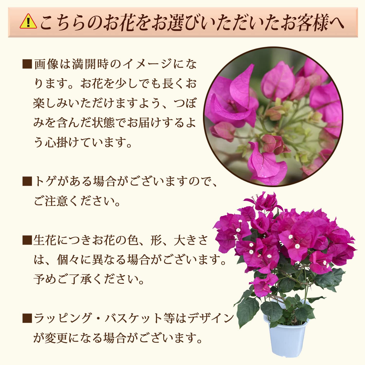 ブーゲンビリア 鉢植え 紫 ブーゲンビリア パープル 6号大株》 丈夫な品種 オシロイバナ