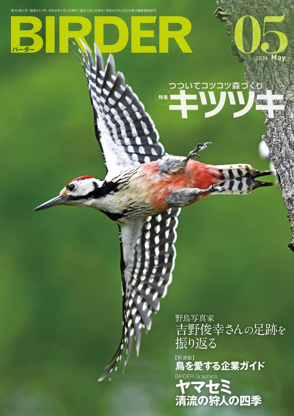 Amazon.co.jp: BIRDER: キツツキ (05号) : BIRDER編集部: Japanese Books