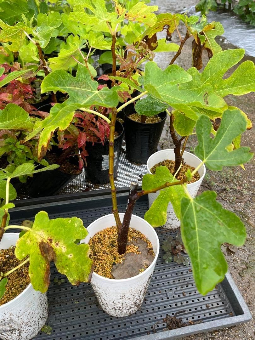 いちじく ゴールデンリバーサイド (UCR-278-128) イチジクの大苗 いちじく ゴールデンリバーサイド (UCR-278-128) イチジクの大苗