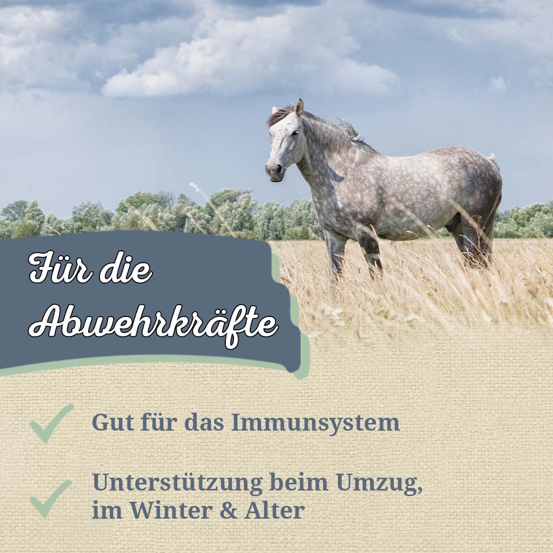 Krauterie Purpursonnenhutkraut für Pferde, geschnitten (1000 g)