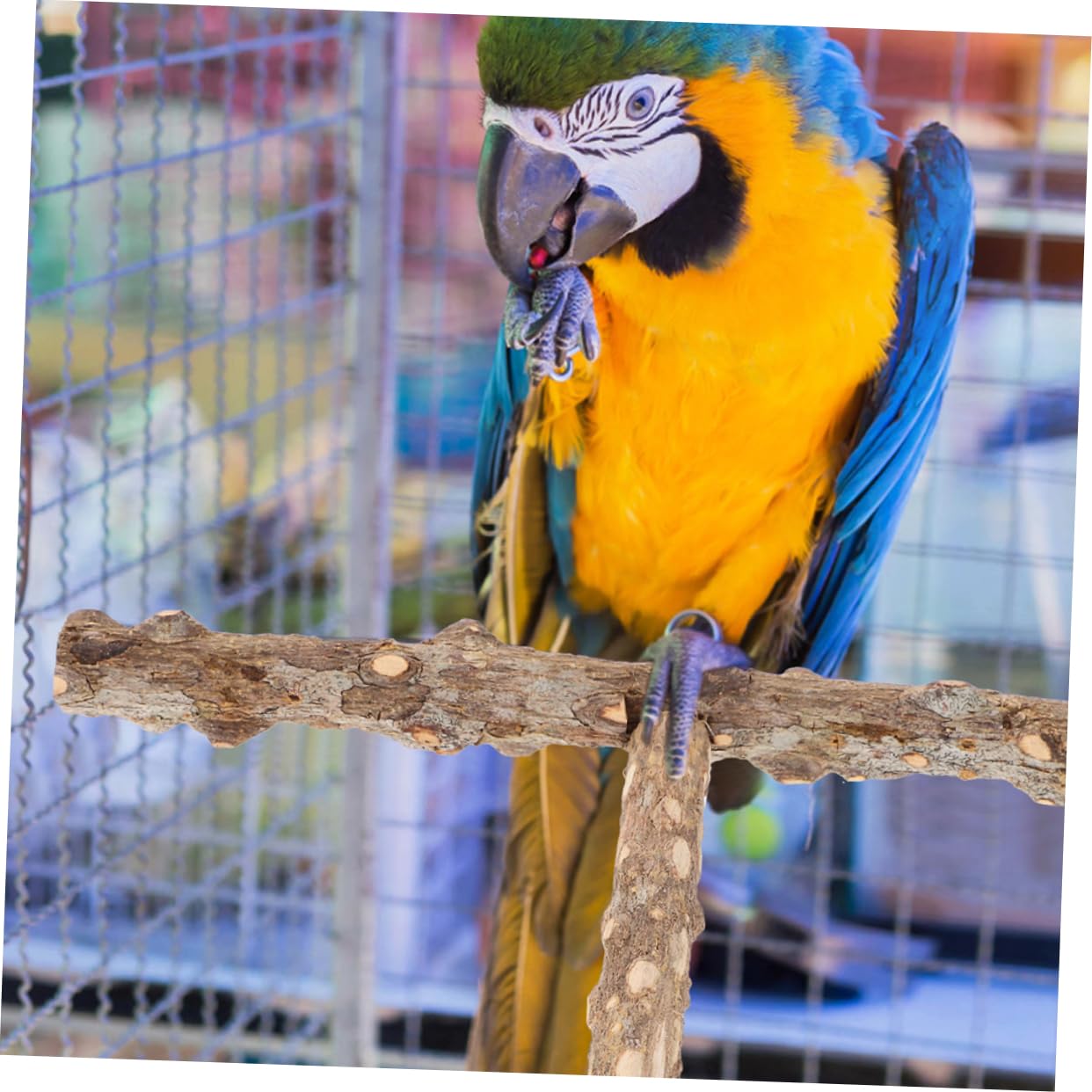 HANABASS 10pièces Perchoirs Naturel pour Oiseaux De Bâtons De Meulage pour Perroquets Et Perruches Jouets à Mâcher pour Cage à Oiseaux Accessoire Pratique Et