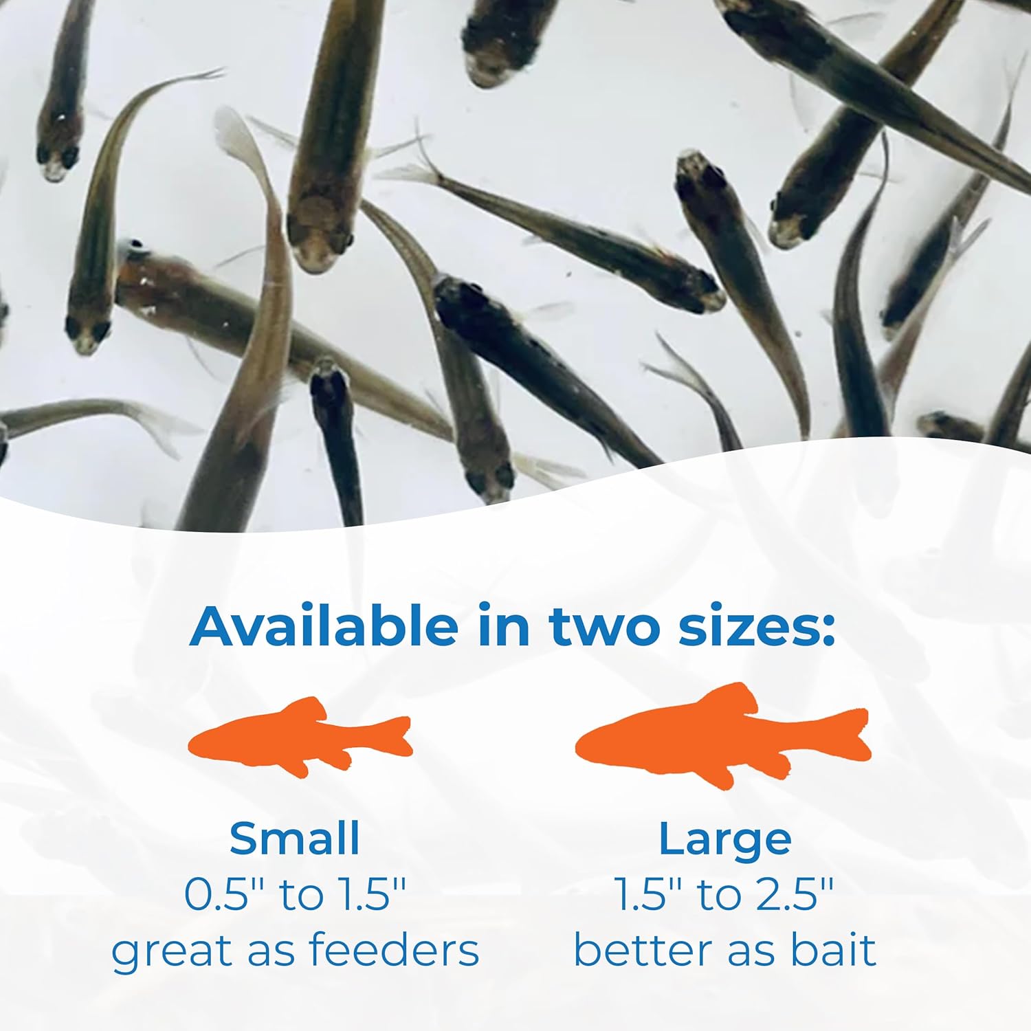 Toledo Goldfish Black Fathead Minnows, Tuffies, or Crappie Minnows - Perfect for Aquariums or as Feeder Fish for Ponds, 0.5 to 1.5 Inches, 250 Fish