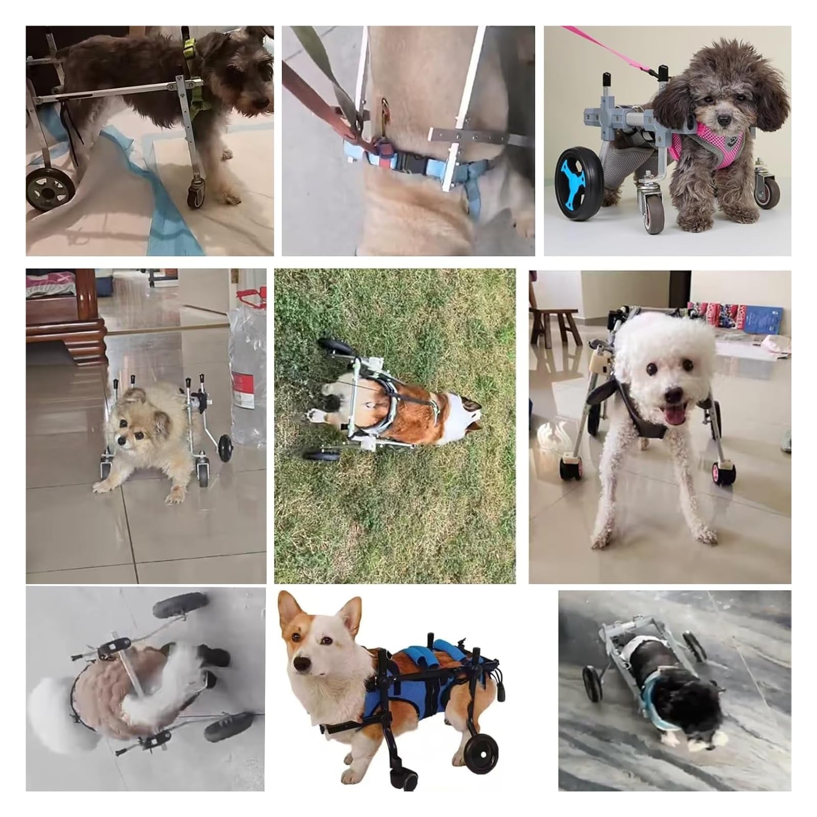Sedia a rotelle per cani, Carrello Cani Disabili, Attrezzatura for la riabilitazione di animali domestici a 4 ruote for la deambulazione delle zampe posteriori disabili, dispositivo for la deambulazio