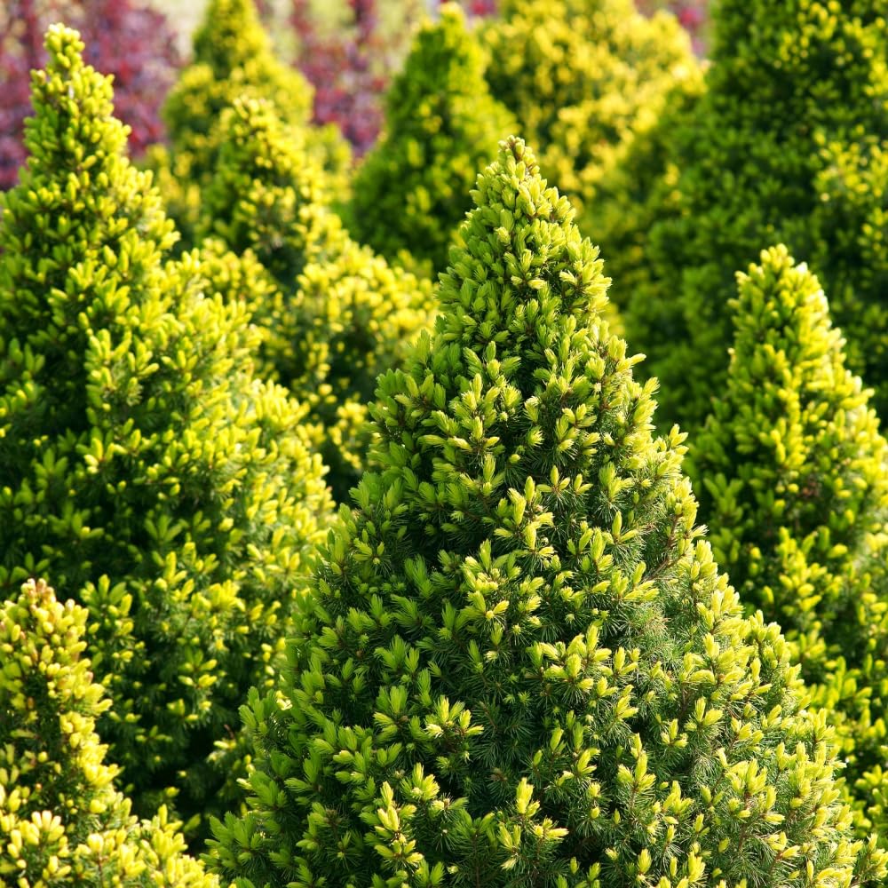 Picea glauca 'Conica' | Dwarf Alberta Spruce | Evergreen Conifer | RHS AGM Awarded | Perfect for Containers, Rockeries & Borders | Versatile Hardy - 1x 1 Litre Potted Plant by Thompson & Morgan