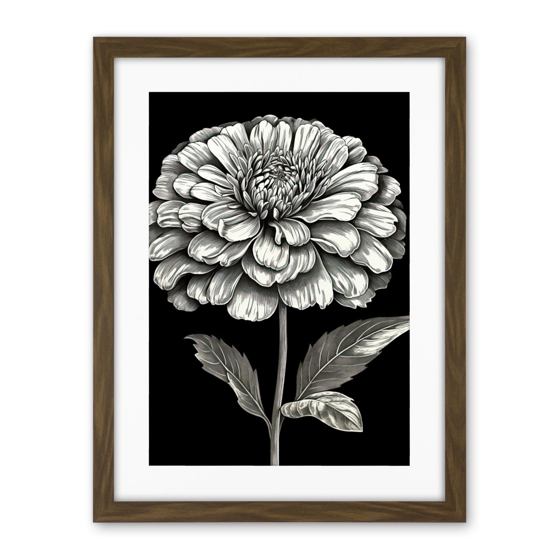 Artery8 Zinnia Flower Bloom Black and White Illustration Artwork Framed Wall Art Print 18X24 Inch