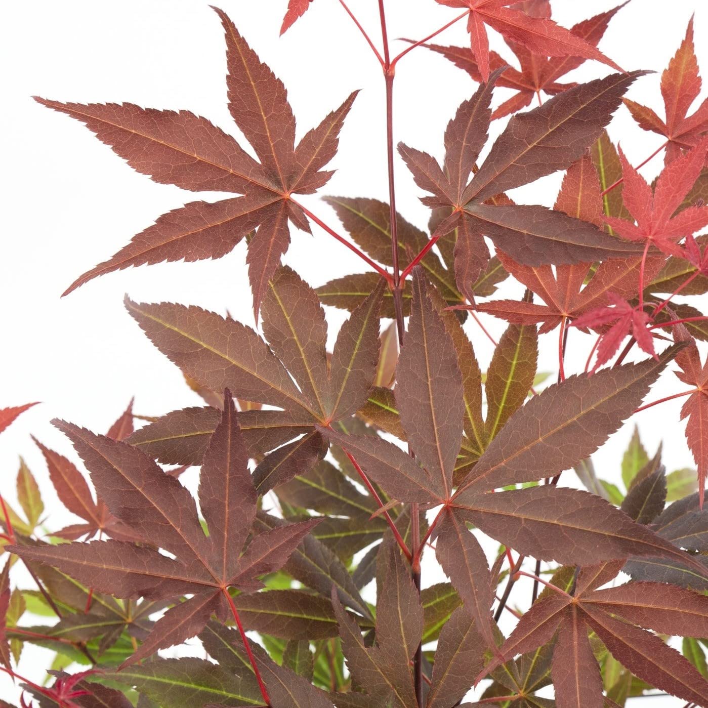 Bloomique - Set di 4 - Acer Palmatum Atropurpureum - Foglia Rossa - Acero Giapponese - Resistente al Freddo - Pianta da Giardino - Alte 25-40 cm - Vaso 10,5 cm