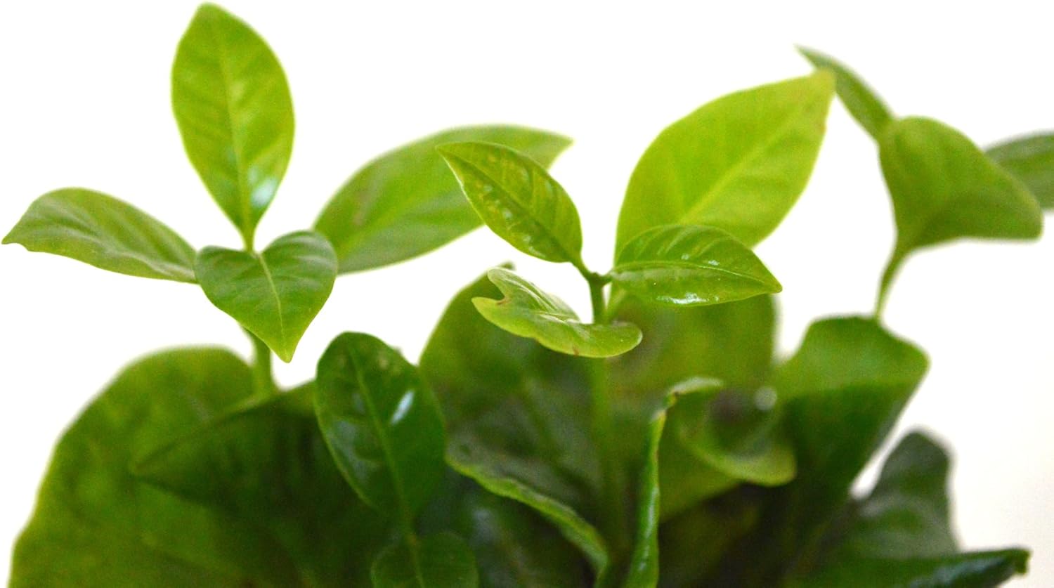 9GreenBox - Arabica Coffee Plant - 4" Pot