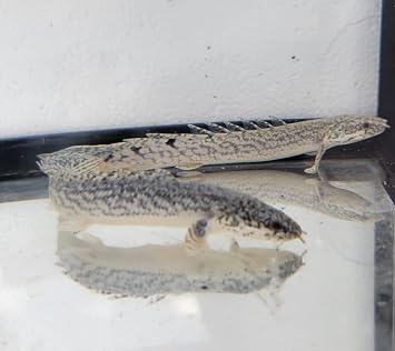 Quinns Fins Armoured Bichir- Polypterus Bichir delhezi- Small 3-5"""