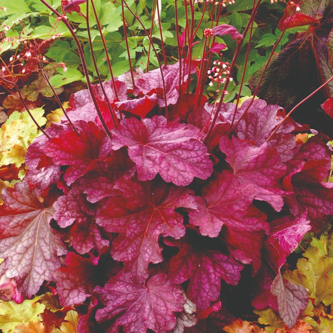 Heuchera 'Berry Smoothie' – Hardy Evergreen Perennial, Pink Foliage with Claret Veins, White Summer Flowers, Patio & Border Plant, 9cm Pot x2, By Thompson & Morgan