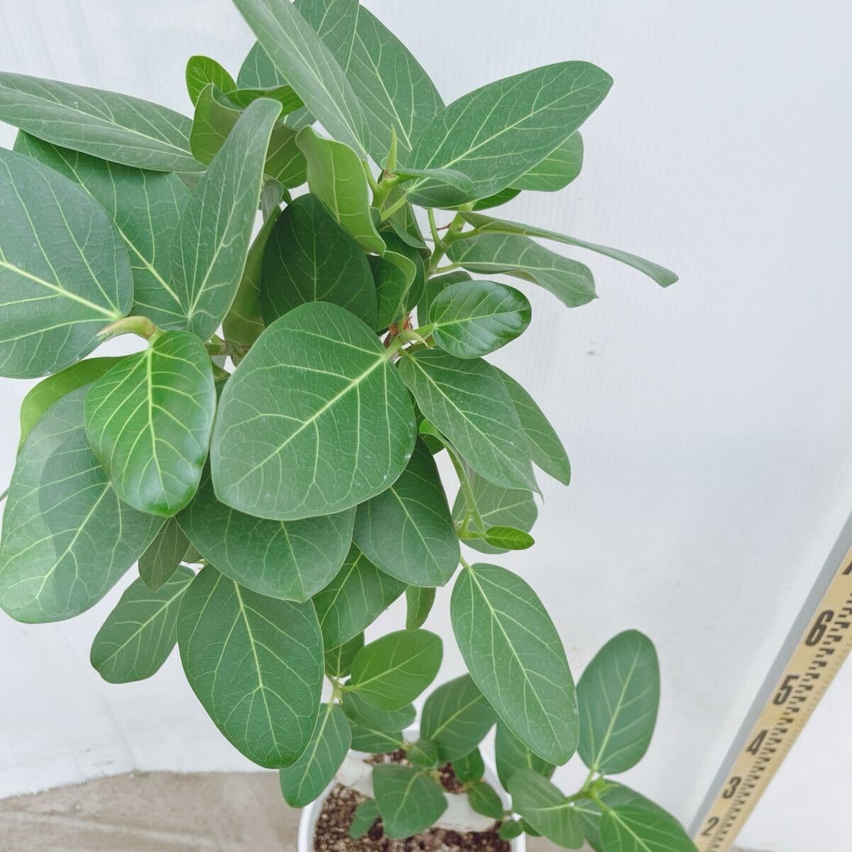ベンガレンシス 曲がり ８号 インテリアグリーン室内観葉植物 大型大株 幹太 ベンガルゴムの木 【額】 02