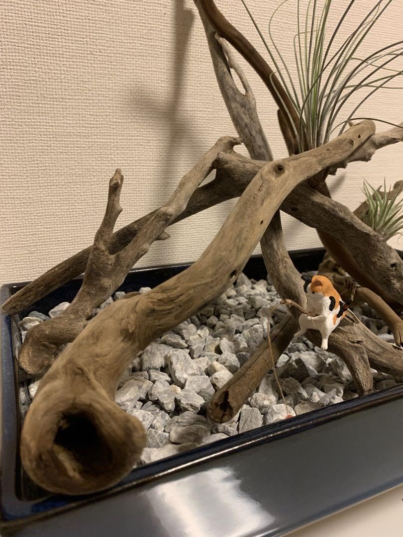 Amazon.co.jp: 流木 (あく抜き.完全沈下中) 6本 : ペット用品