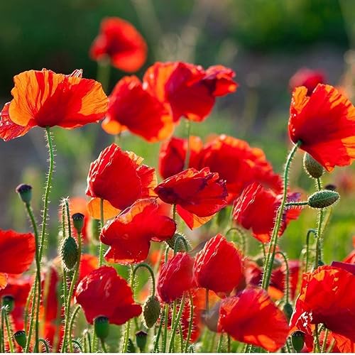 7000 semillas de amapola de maíz rojo de Flandes, 0.04 oz sin OMG Heirloom USA Cosechado abeja polinizador mariposa American Legion Poppy. Amapola