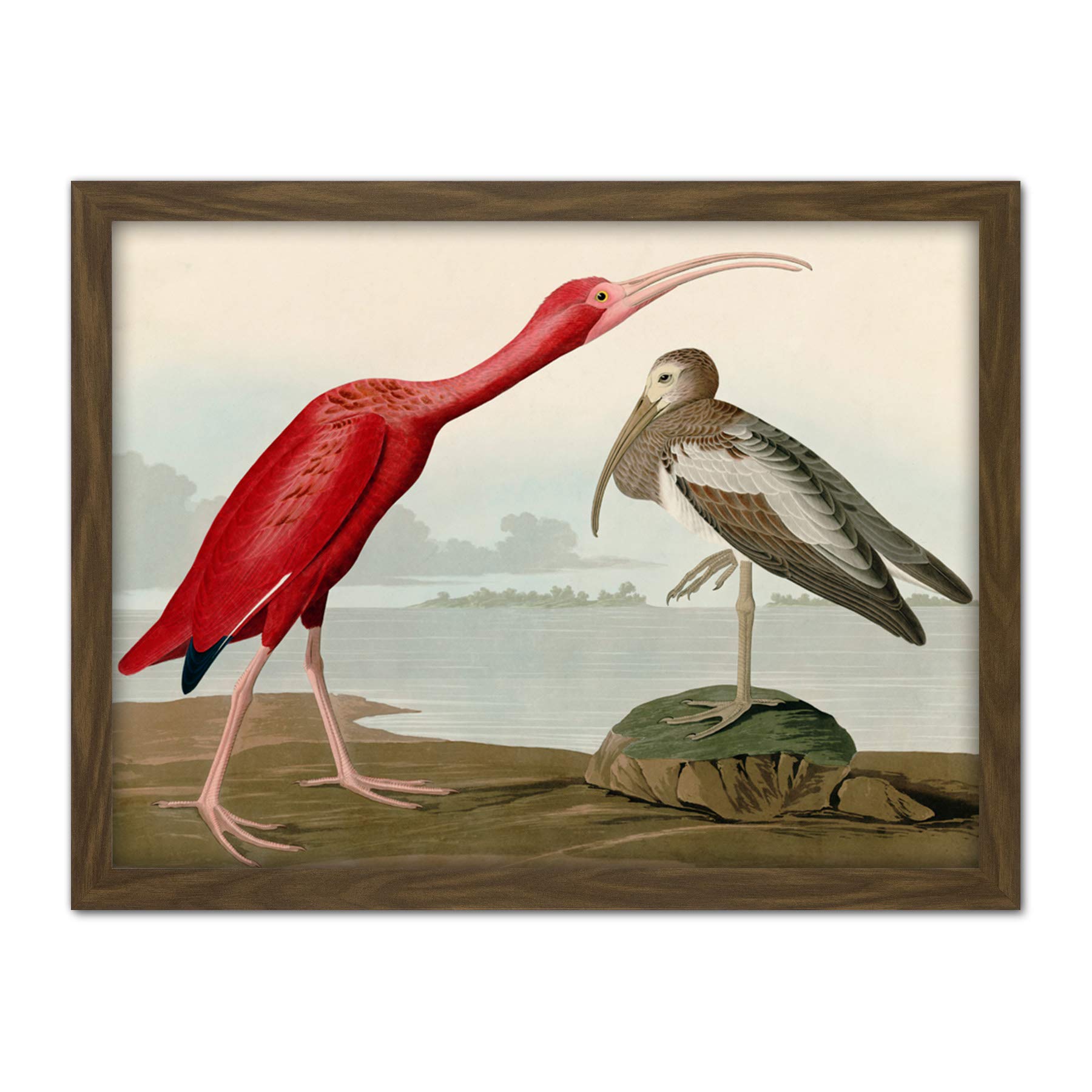 Artery8 Audubon Birds Scarlet Ibis Painting Artwork Framed Wall Art Print 18X24 Inch