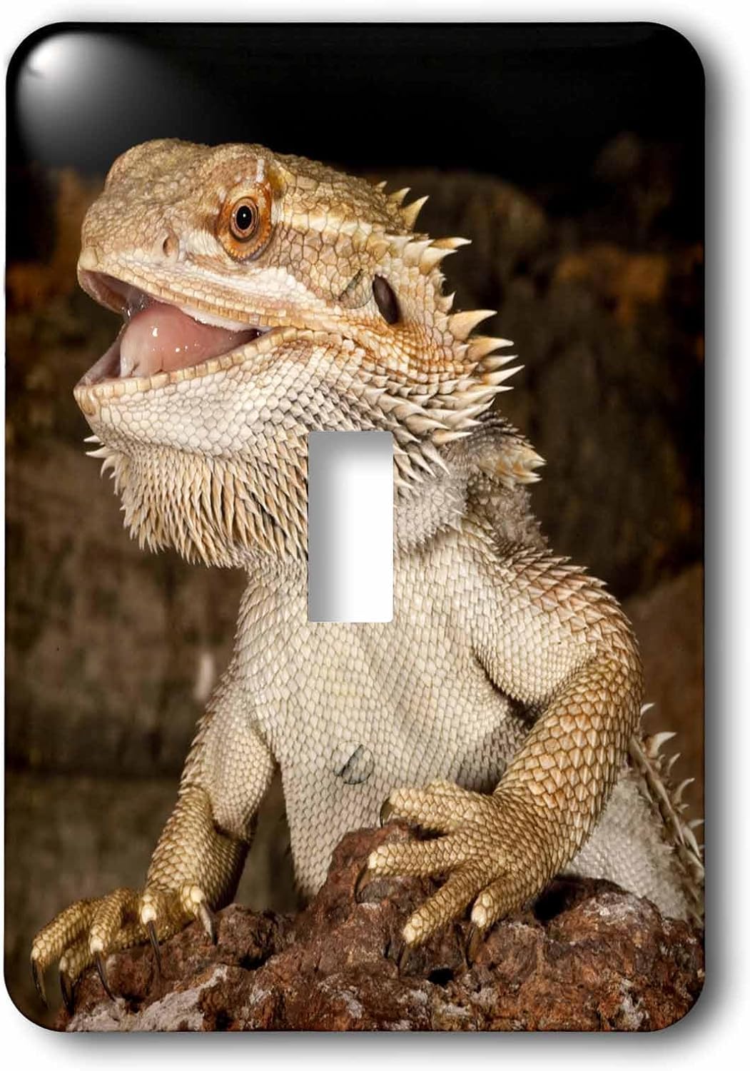 3dRose LLC lsp_84029_1 Bearded Dragon Lizard, Native To Australiam Na02 Dno0680m David Northcott Single Toggle Switch
