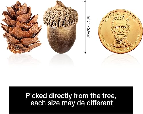 Miniatura 5 de Unittype 300 mini conos de pino de bellota incluyen 150 mini piñas naturales 150 bellotas artificiales con tapa natural, accesorio de bellota falsa