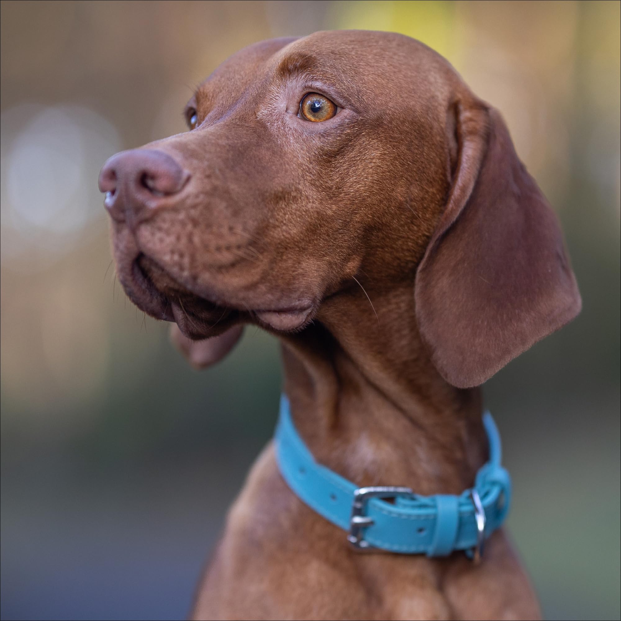 Baker and Bray Luxury Eco Friendly Genuine Leather Designer Dog Collar, Lagoon - Blue (Large)