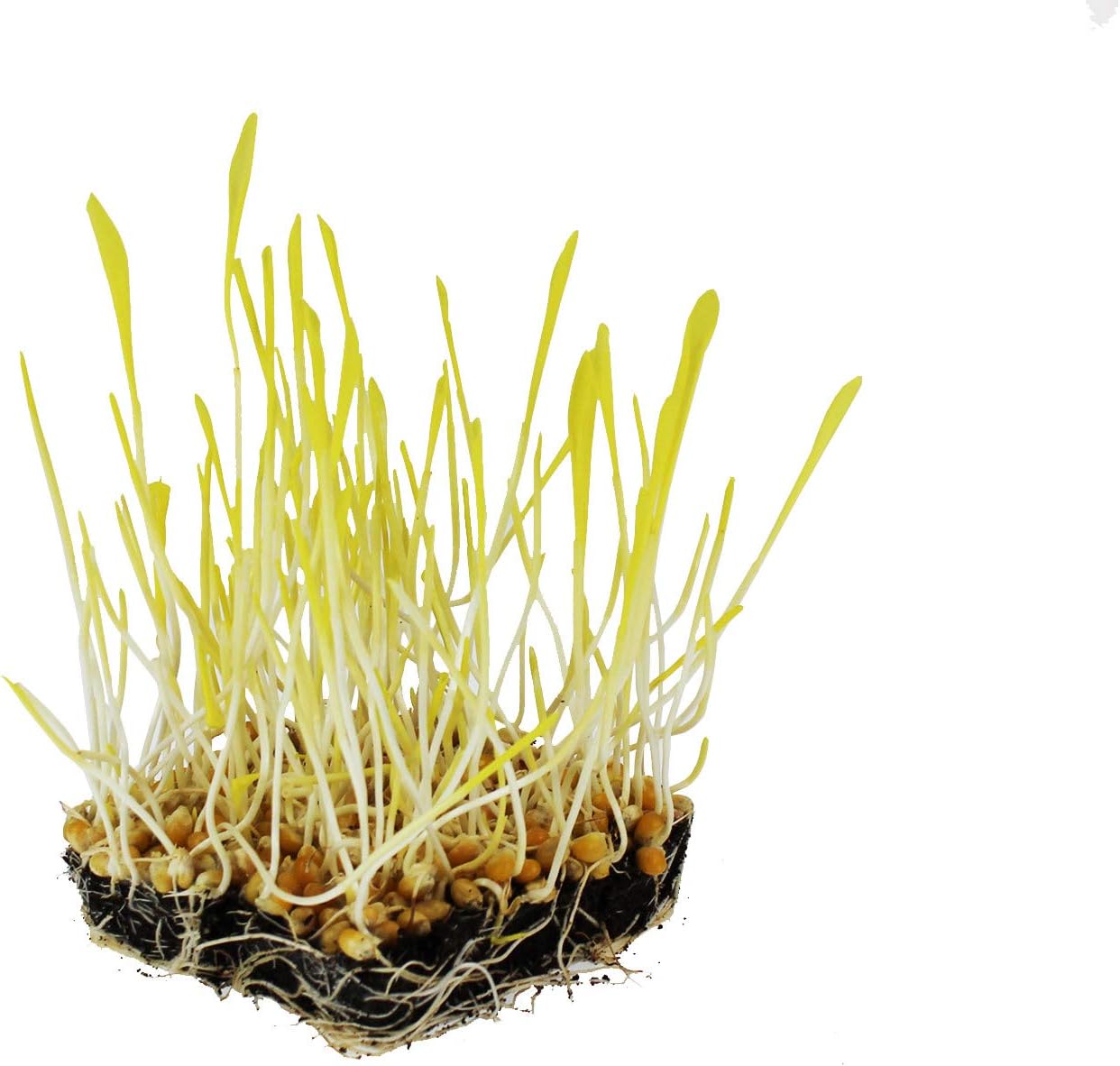 Yellow Popcorn Garden Seed - 5 Lb ~16,000 Seeds - Non-GMO, Organic, Heirloom Vegetable Gardening & Microgreens Seeds - Pop Corn