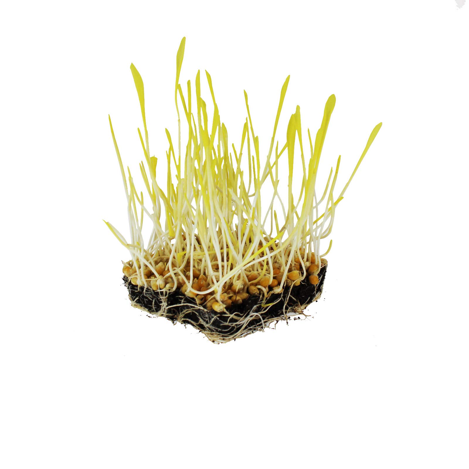 Mountain Valley Seed Company Yellow Popcorn Garden Seed