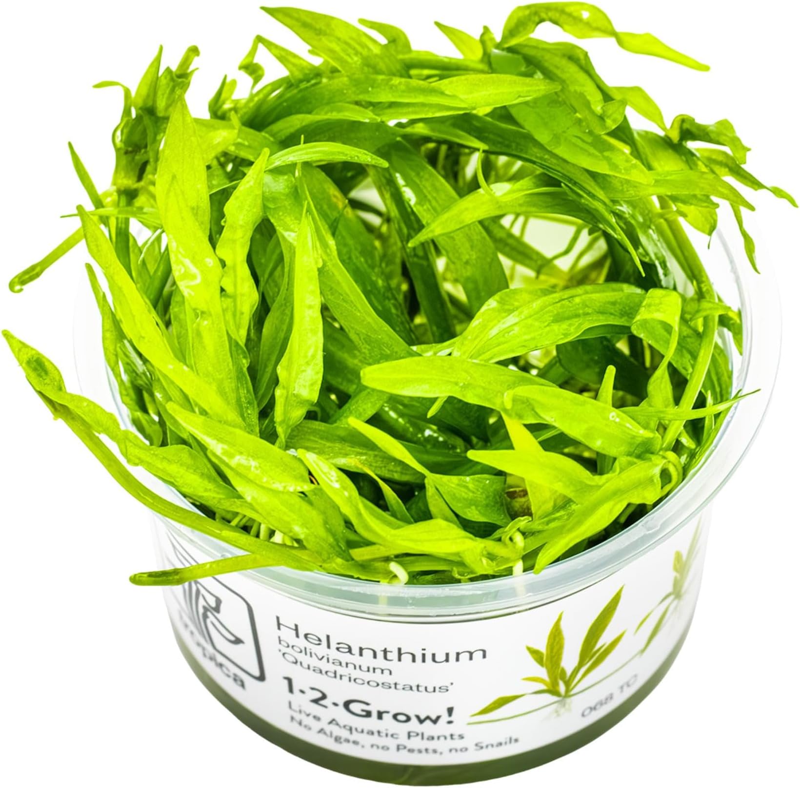 Helanthium Quadricostatus 1-2-GROW! Tissue Cultured Aquarium Plant