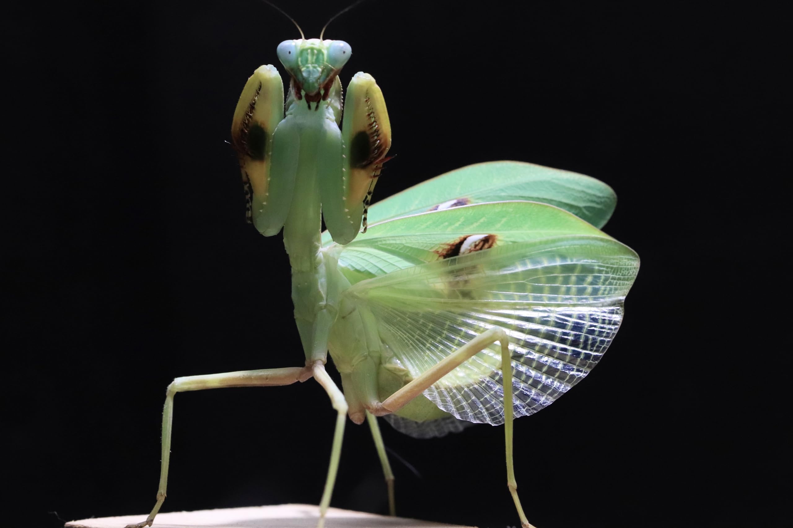 洋書　MANTODEA カマキリ The reproducibility of the mantis that mimics dead leaves is
