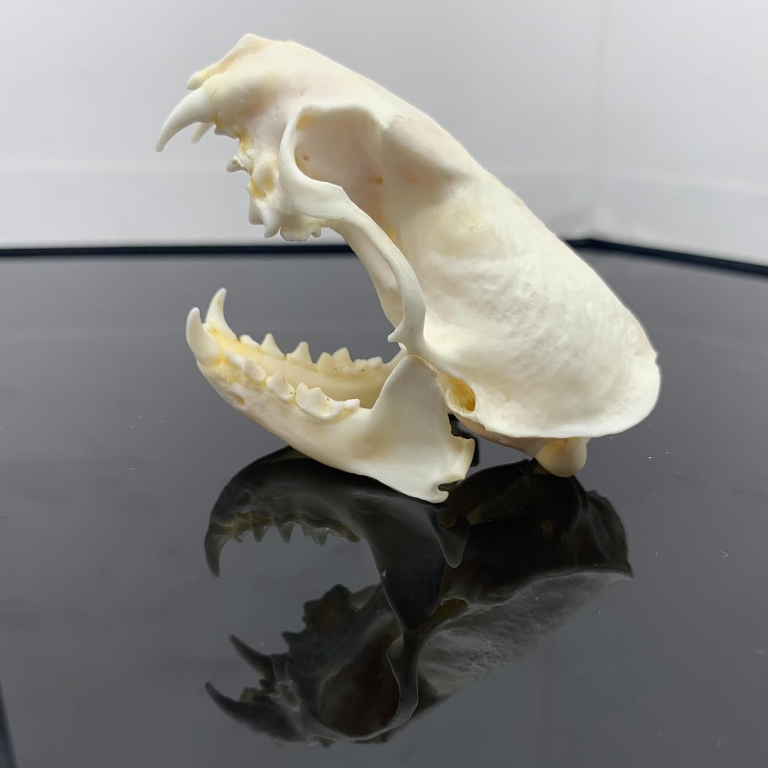 Real Scorpion Specimen - Mounted in a Frame