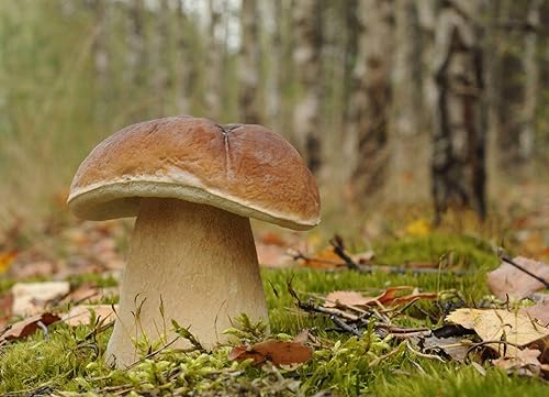 Miniatura 4 de Porcini Seta (King Boletus) Esporas de micelio desnudas orgánicas secas