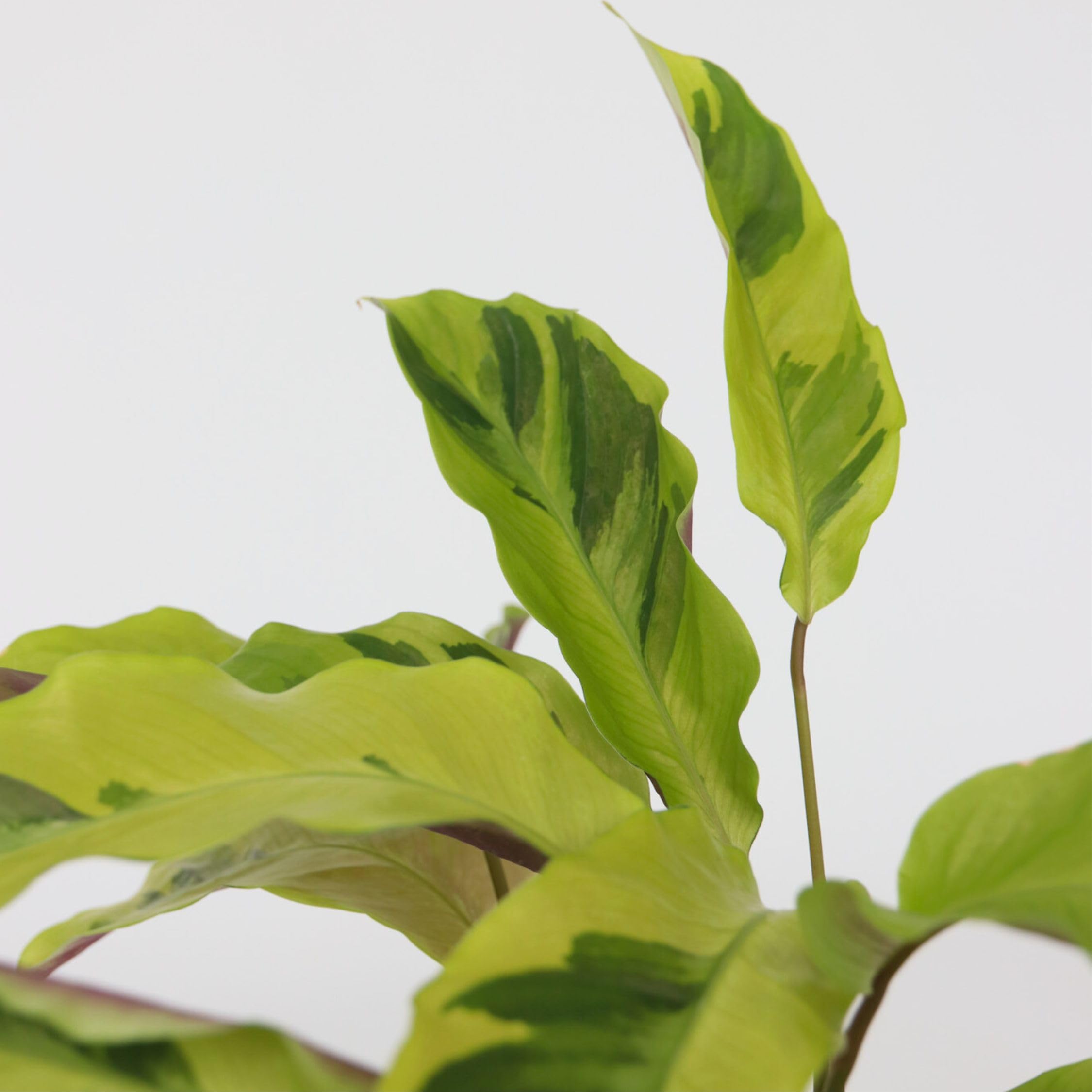 Plant in a Box - Calatha 'Jaune fusion' - Purificateur d'air - Plante paon  - Plante d'intrieur - Pot 14cm - Hauteur 30-40cm : Amazon.fr: Jardin