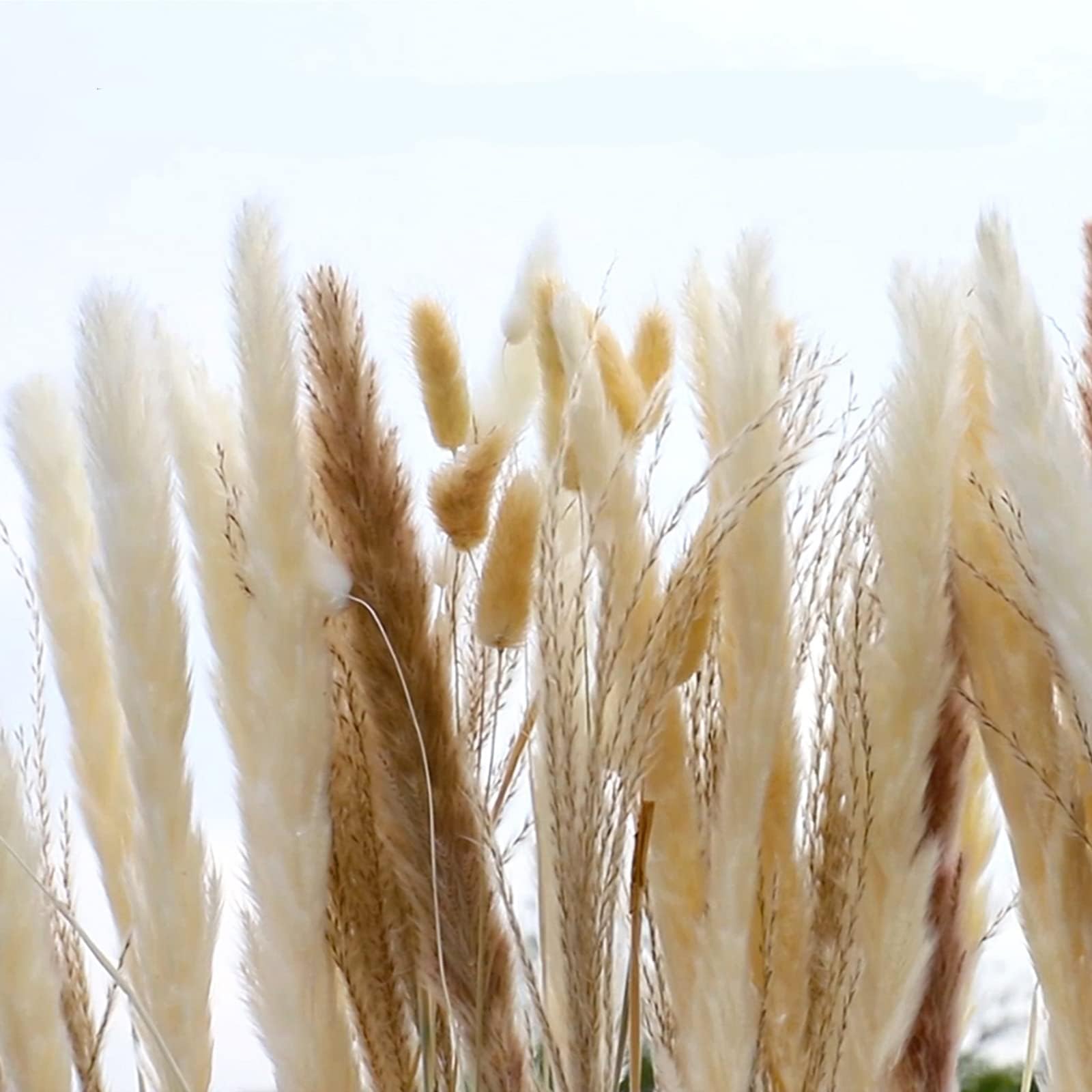 Total 100 Pcs,Natural Dried Pampas Grass Flowers,25Pcs White Pampas & 25Pcs Brown Pampas & 25Pcs Reed Grass & 25Pcs Bunny Tails,for Flowers Arrangements Boho Home Wedding Decor