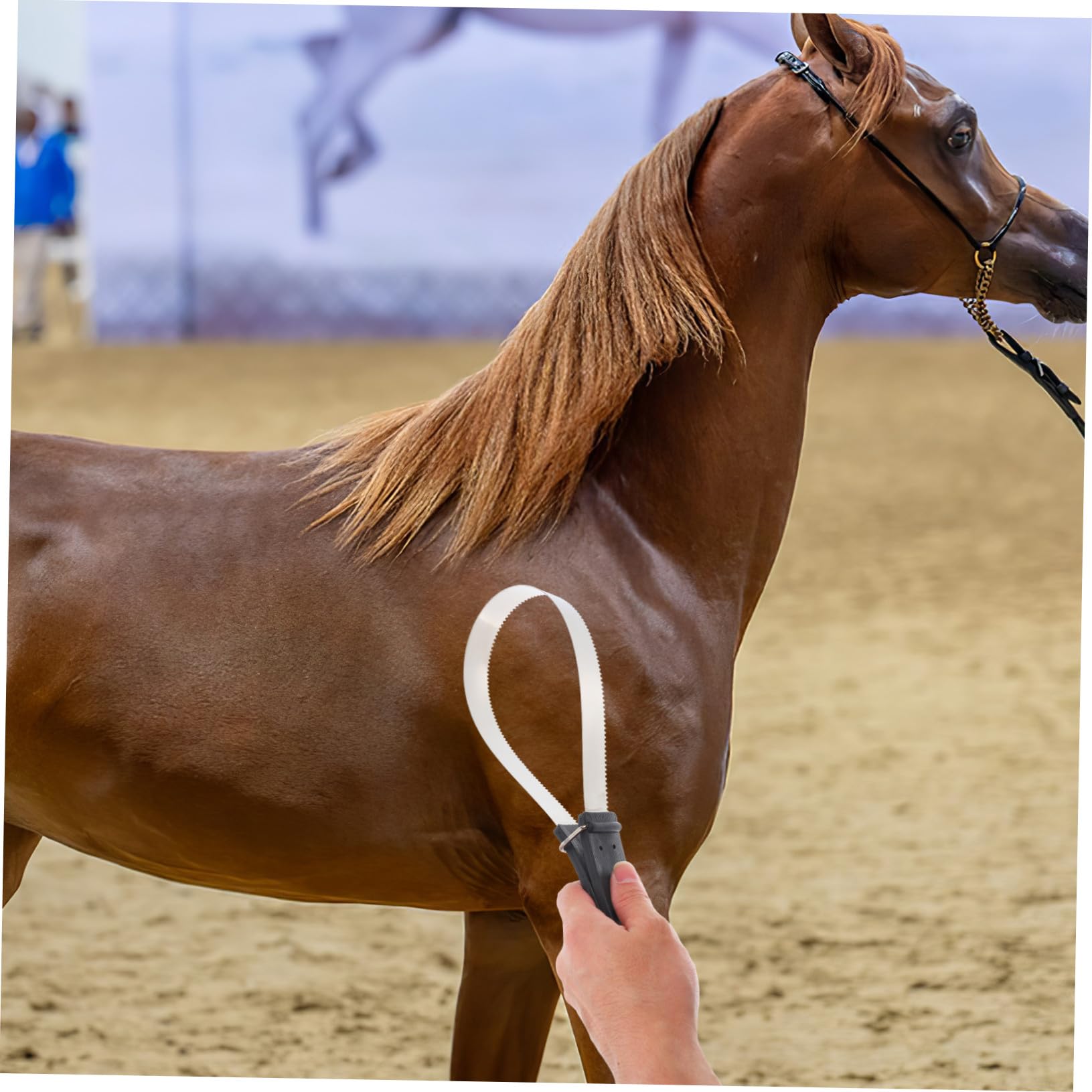 Cepillo de Pelo de Caballo con Raspador de Acero Inoxidable 11.81x3.74x0.59 Pulgadas