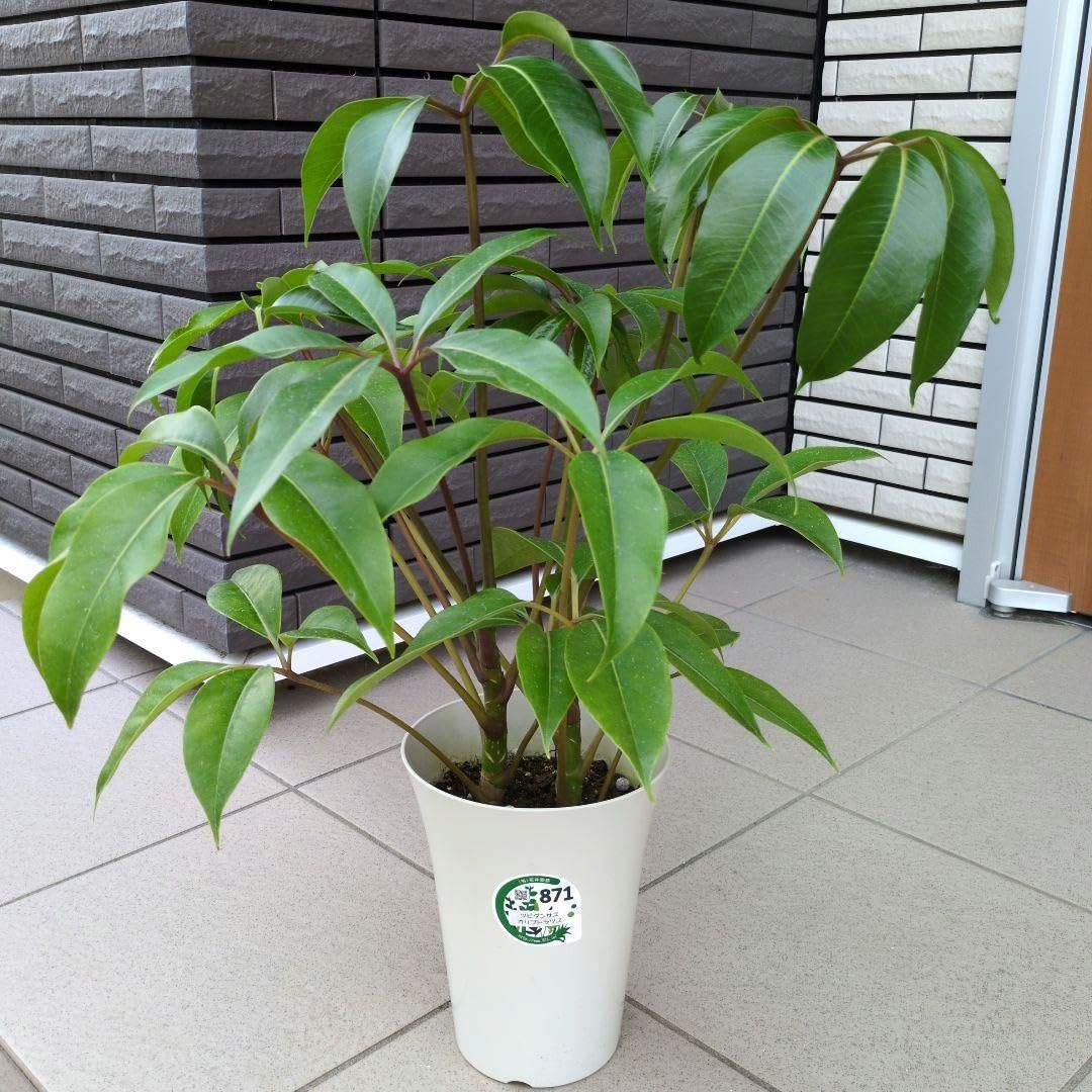 【一点物】ツピダンサス 複幹 自然仕立て 6号 観葉植物 Amazon｜観葉植物 ツピダンサス カリプトラツス 6号鉢｜観葉植物