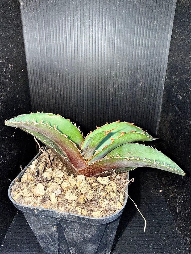 Amazon｜アガベ チタノタ 2 抜き苗 根付き 多肉植物 観葉植物｜観葉