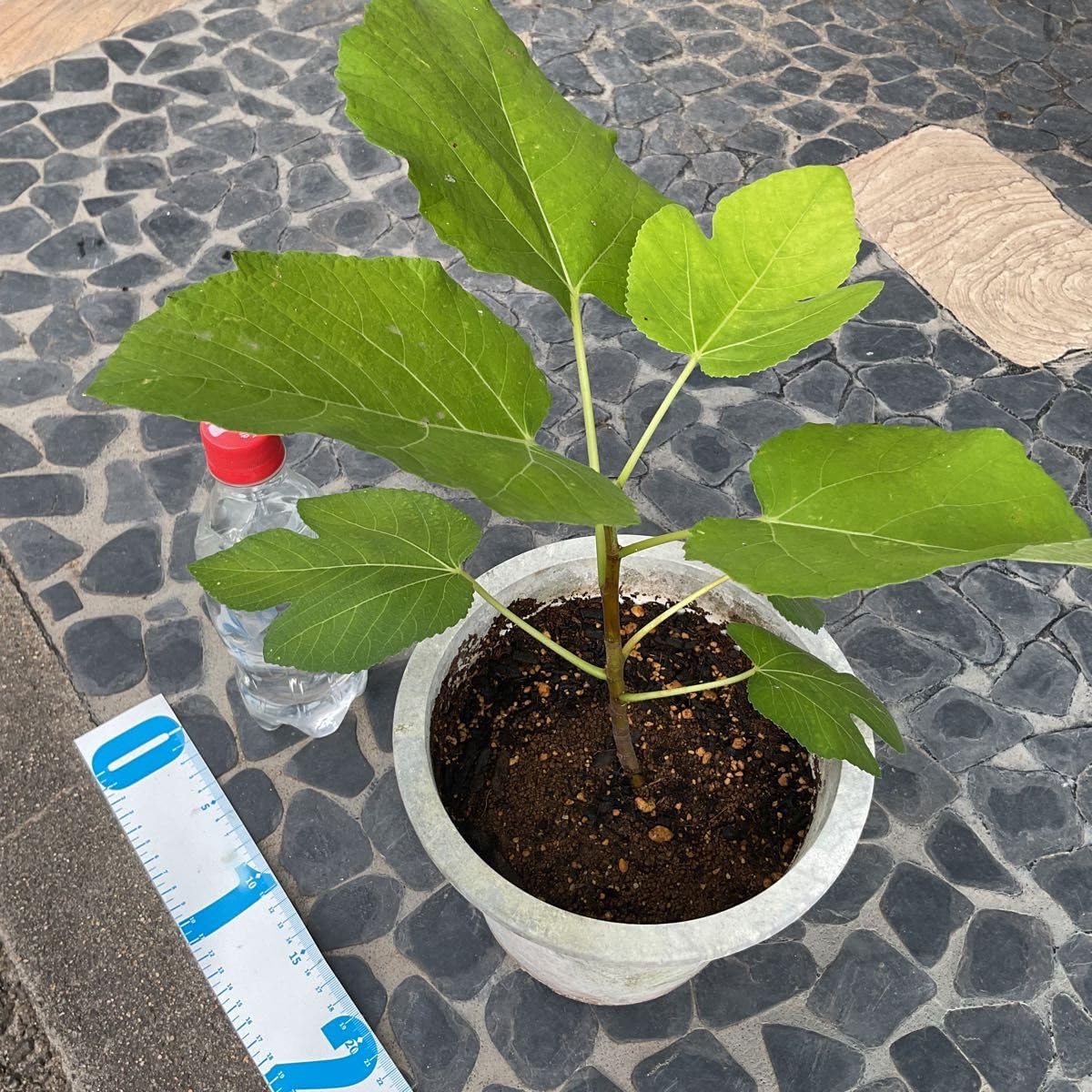 Amazon.co.jp: イチジク ラッタルラ 苗木 レア品種 さし木苗 鉢植え