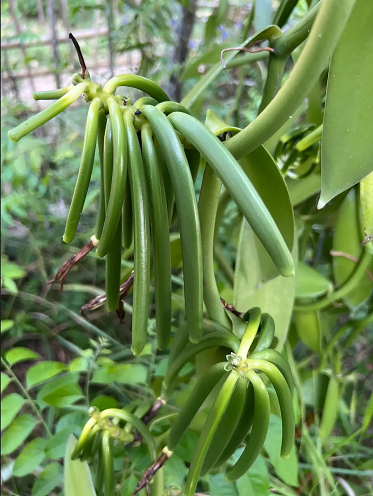 5 vainas de vainilla BOURBON GOURMET de Madagascar - Vainas frescas de larga conservación, bolsa de frescura resellable sin aromas artificiales de la vendimia 2024, tamaño 14/16 cm