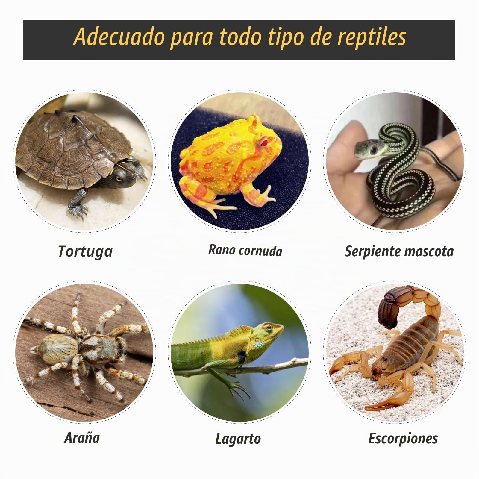 Plataforma de rampas para reptiles, plataforma de resina con rampa de escalada, adorno de hábitat para cueva, dragón barbudo, ranas lagarto