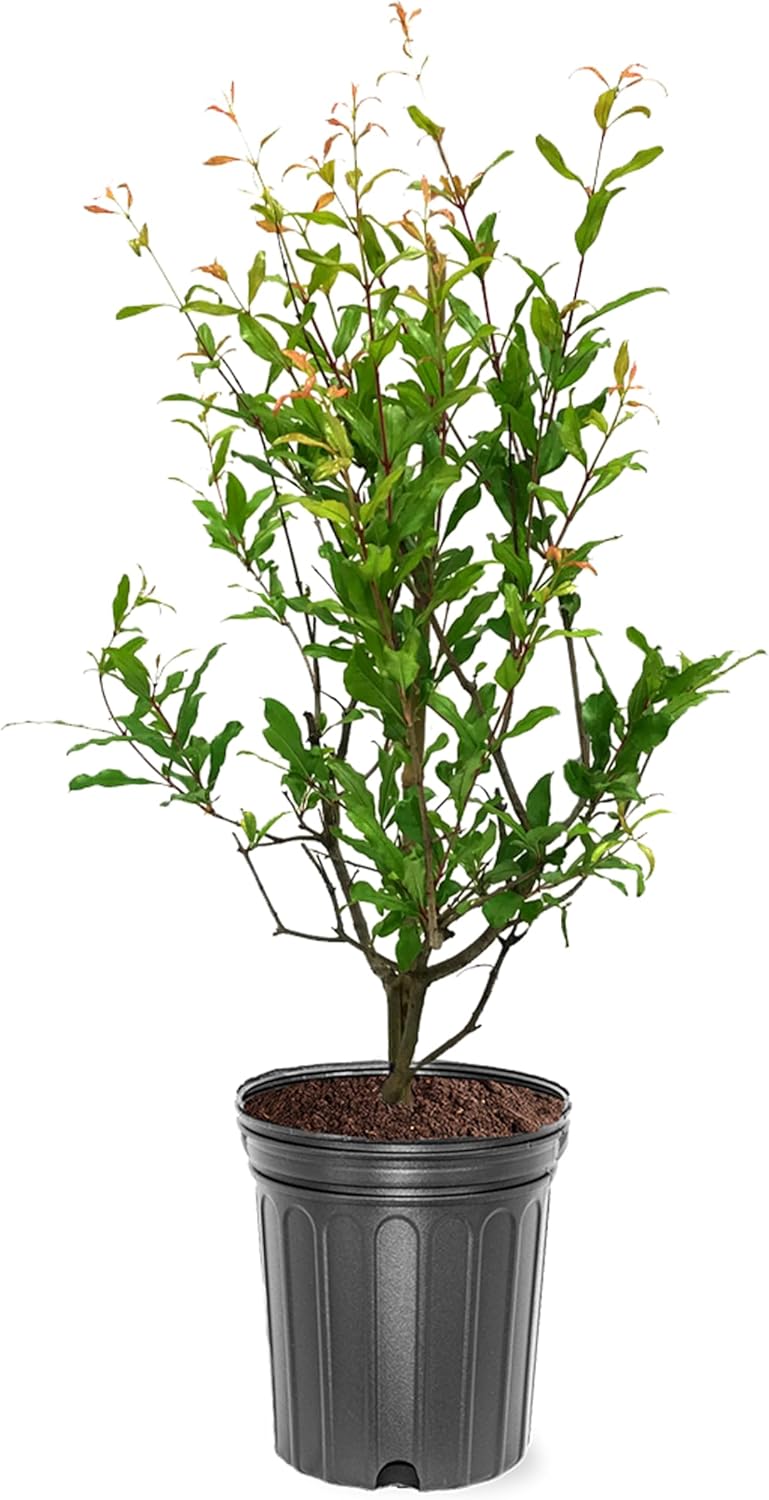 Generic The Russian 26 Pomegranate Tree, Fruit Bearing, Hardy, 1 gal Nursery Pot, Green
