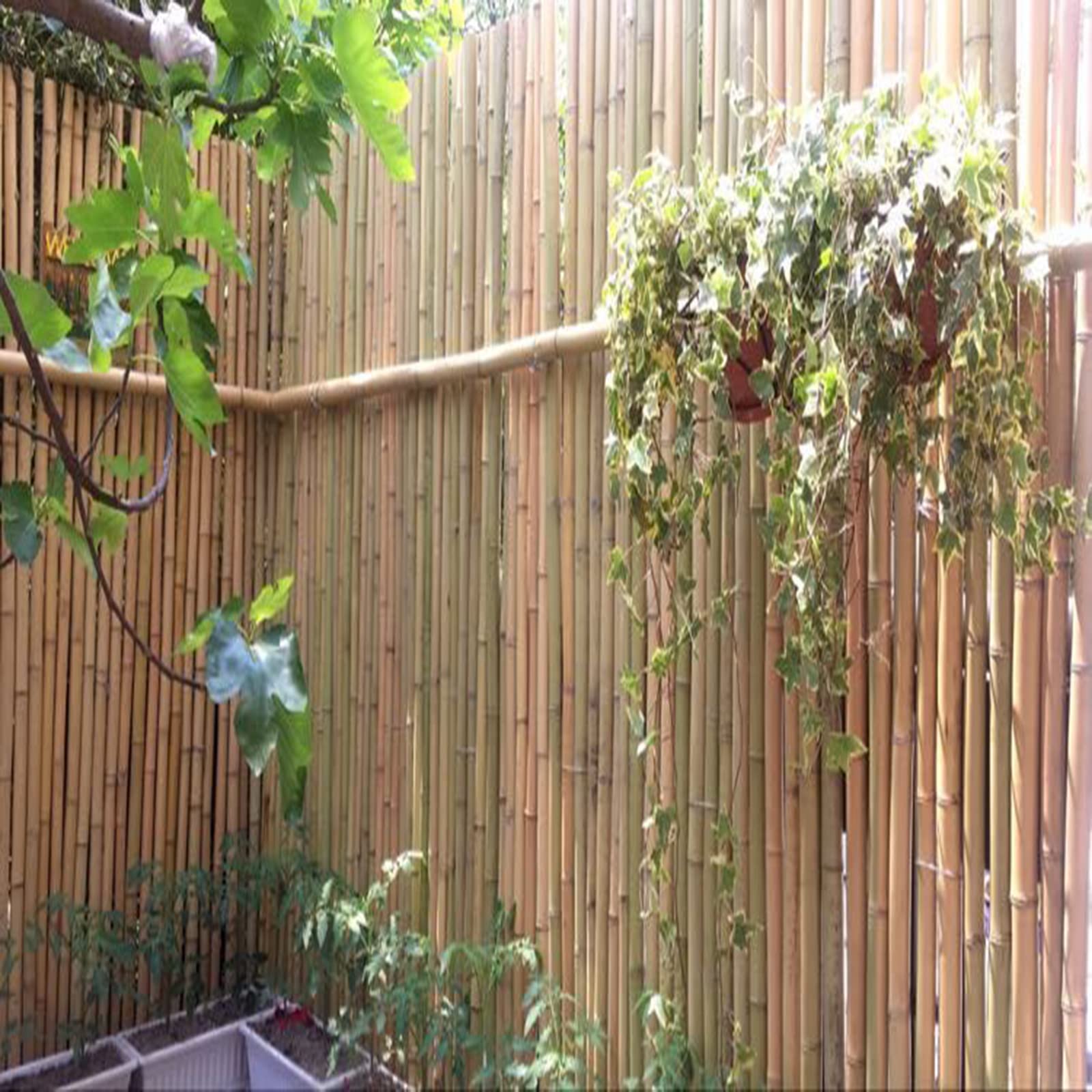 bambus simba wachstum Bambus Simba Sichtschutz main image 1