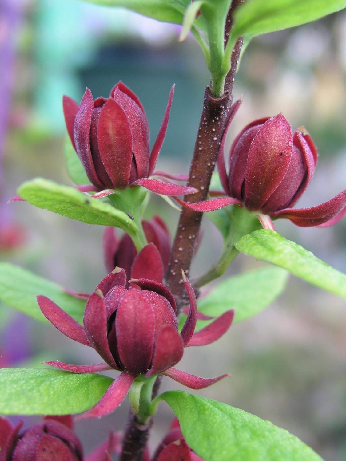 TriStar Plants - Eastern Sweetshrub - Carolina Allspice - 1 Gallon Trade Pot, 2'-3'ft Tall, Established Roots Potted, Calycanthus Floridus, Fast Growing Trees, Flowering Shrubs