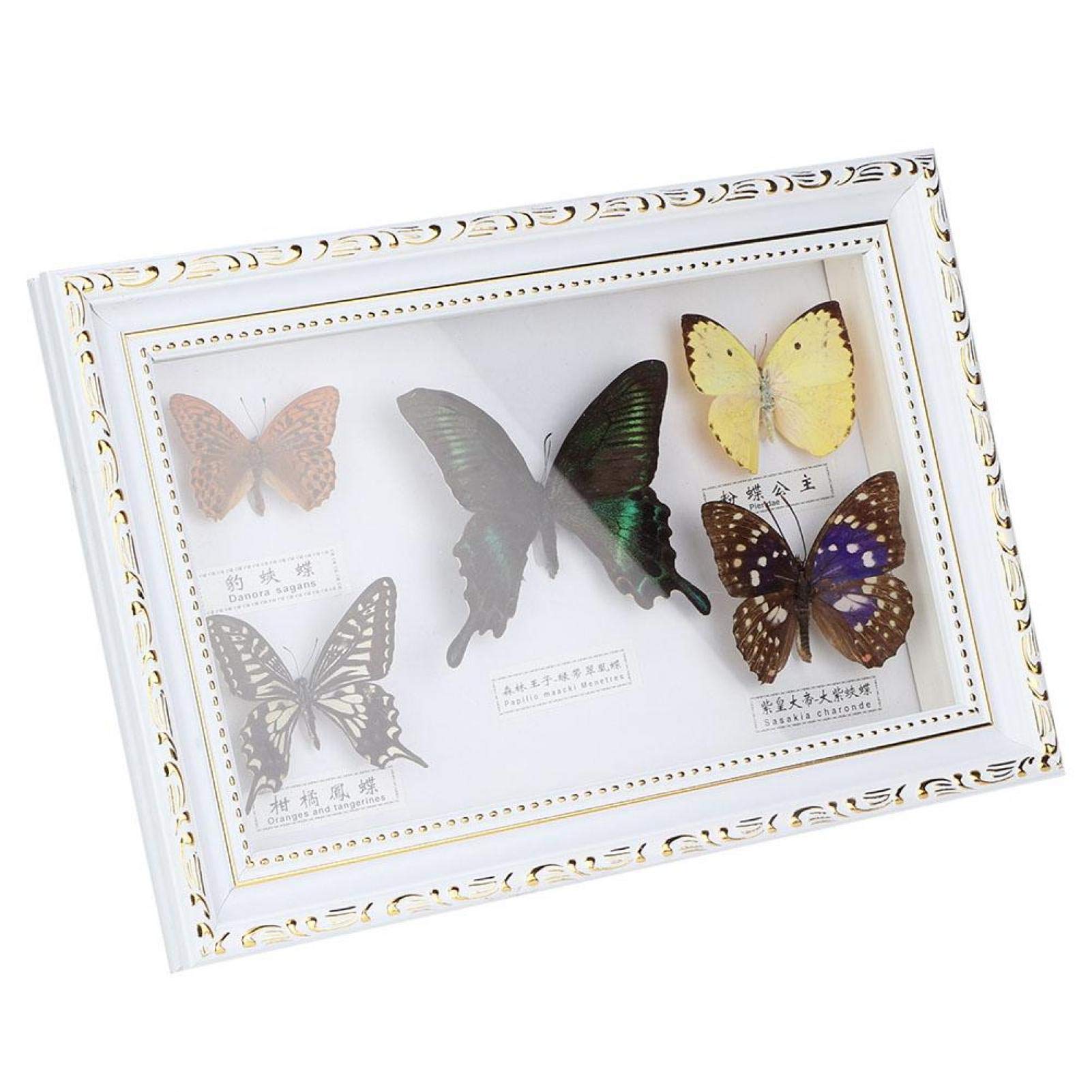 Spécimen de Papillons, spécimens de Vrais Papillons spécimen d'insecte, 5pcs Papillons pour collègues Amis(White Box)