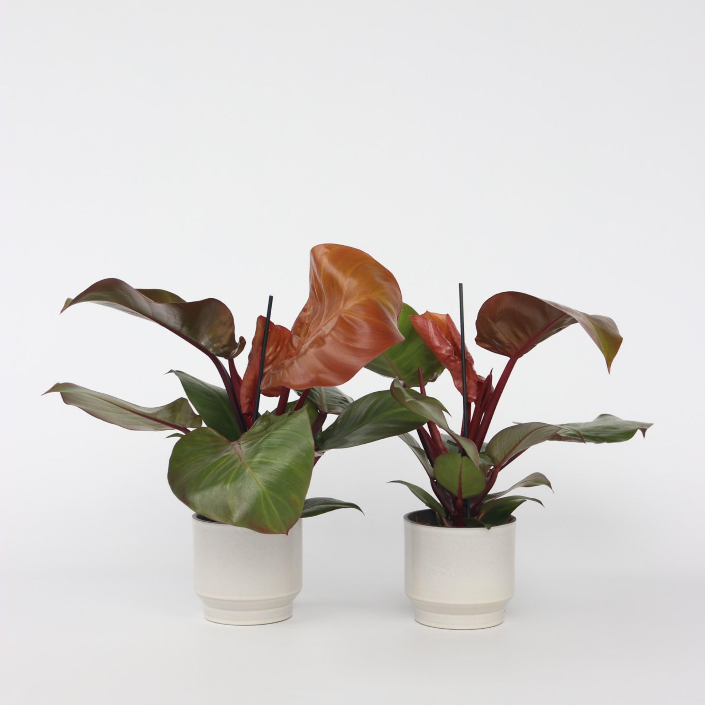 Plant in a Box - Philodendron 'Sonnenlicht' - 2er Set - Tropischen  Zimmerpflanze - Wunderschne rote bltter - Topf 12cm - Hhe 20-30cm :  Amazon.de: Garten
