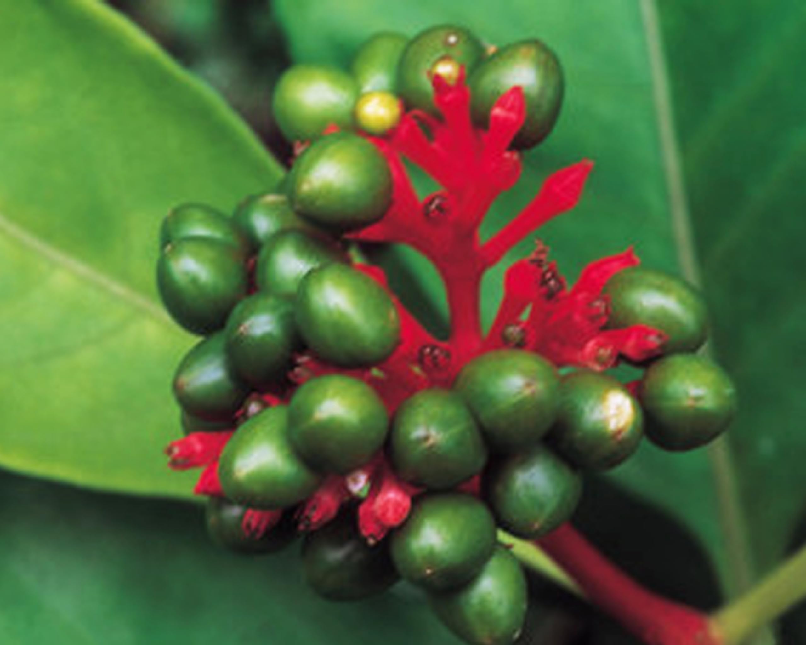 The Gifti ®Sarpagandha/Rauvolfia Serpentina/Indian Snakeroot Medicinal 1 Healthy Live Plant (B0D17FTBKC) Amazon Price History, Amazon Price Tracker
