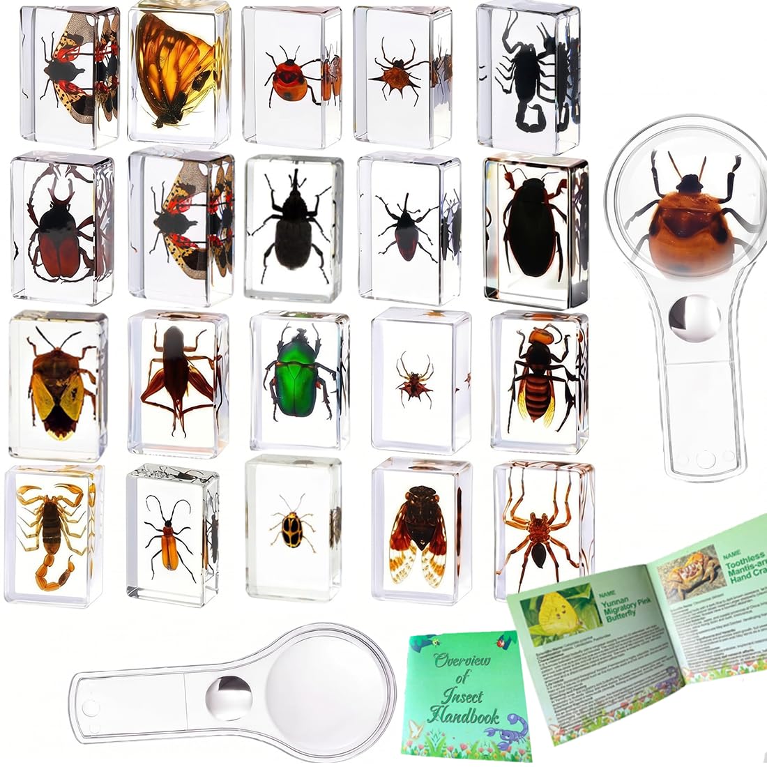 20 Piezas de Insectos Preservados en Resina - Colección de Especímenes para Pisapapeles Transparente - Varios Especímenes Reales