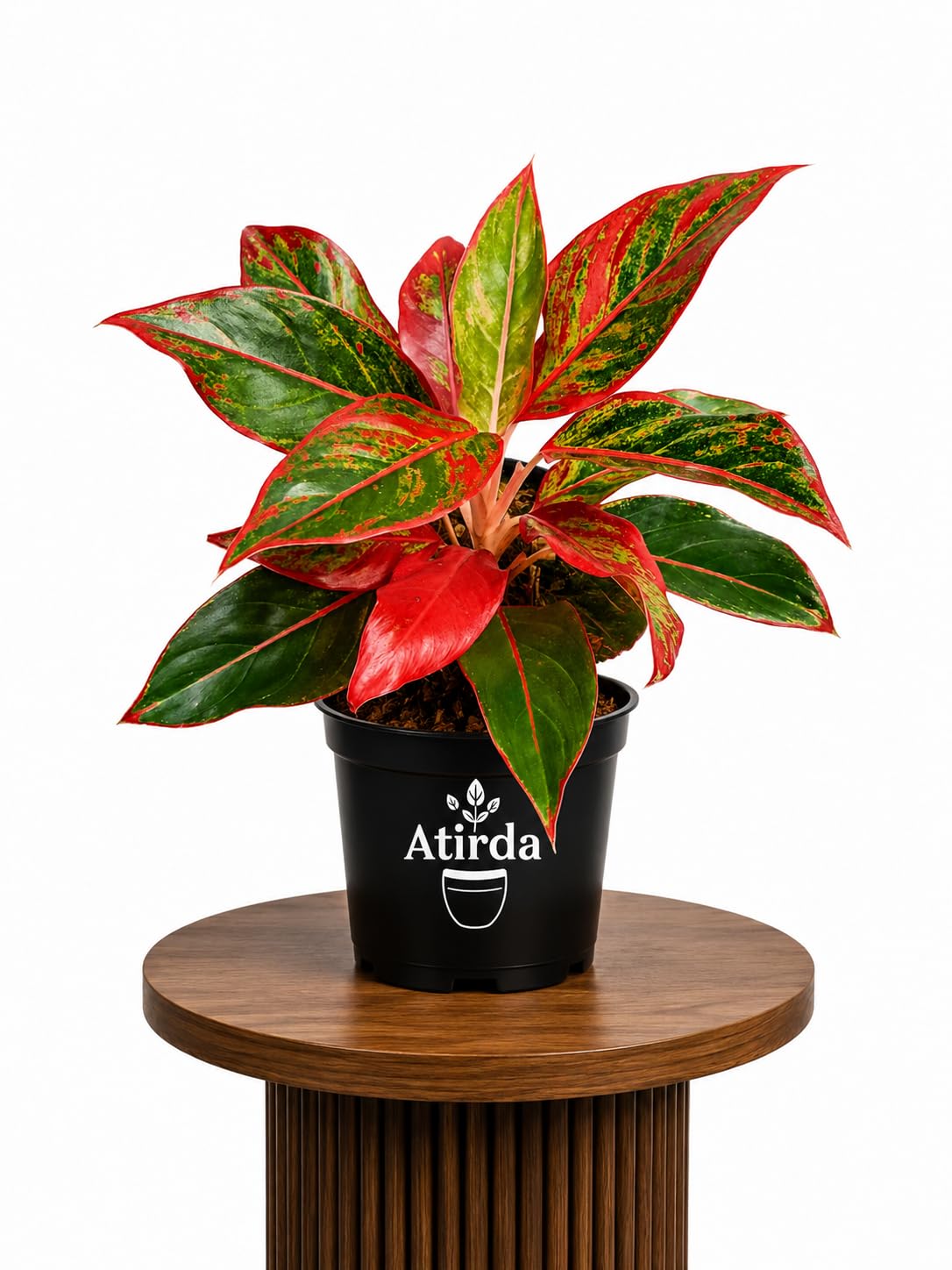 Healthy Aglaonema Red Lipstick Live Plant | Premium Indoor Foliage Plant with Nursery Pot for Home and Office Decoration | Pack of 1 Healthy Plants-image-38