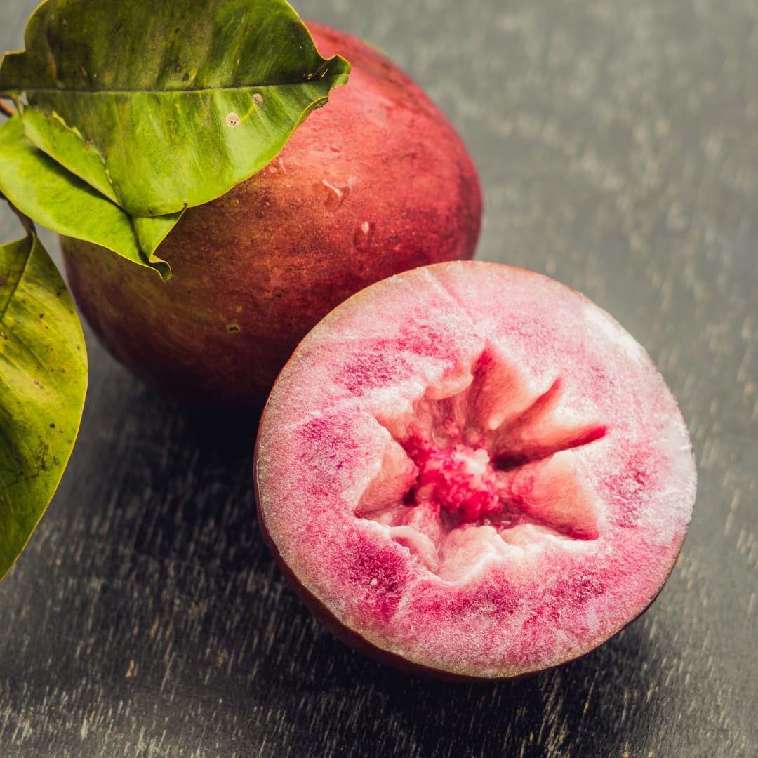 M-Tech Gardens Milk Fruit/Star Apple/Chrysophyllum cainito (Red, Hybrid) Seedling Exotic 1 Live Fruit Plant
