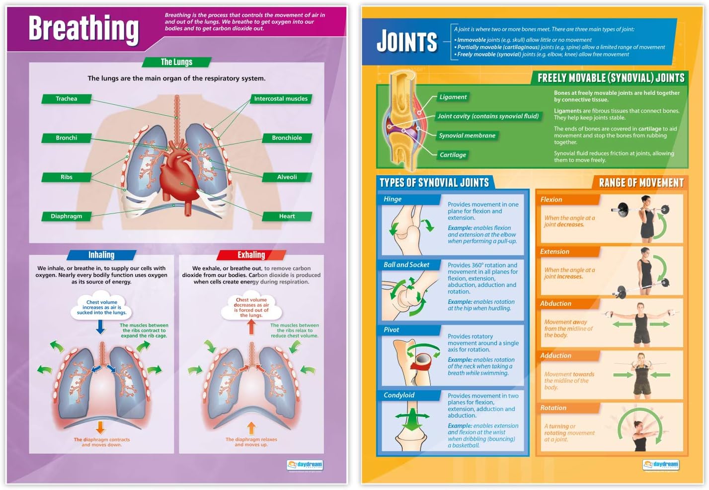 Daydream Education The Human Body Science Posters - Set of 5 - EXTRA LARGE 33” x 23.5” - Gloss Paper - STEM Middle & High School Classroom Decoration - Wall Charts