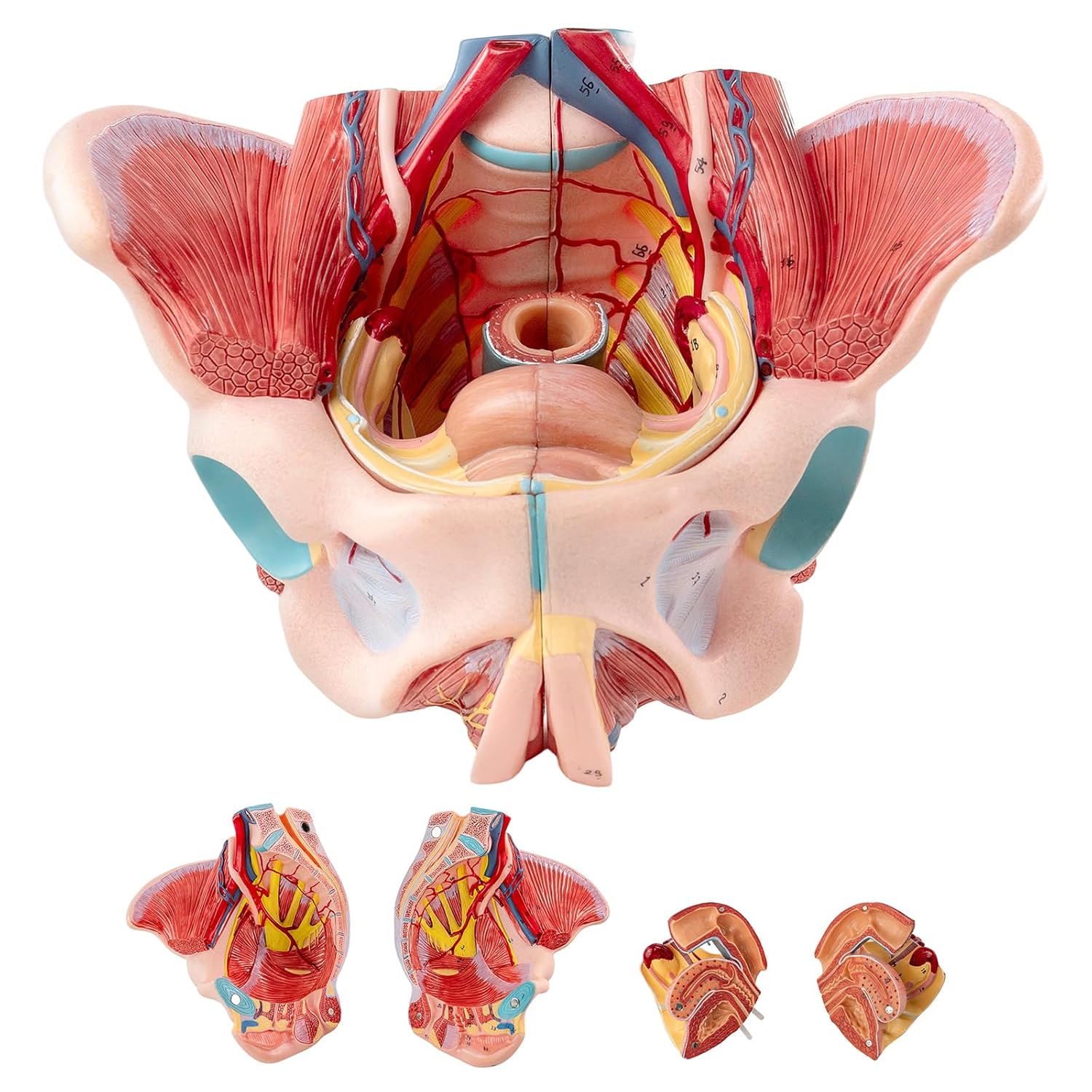 Human Sized Female Pelvic Floor Anatomical Model, Consisting of 4 Detachable Pelvic Models with Muscle, Blood Vessels, and Nerves, Used for Medical Education and Physical Therapy Research