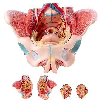Human Anatomy Female Pelvic Floor Model, 11 Life Size